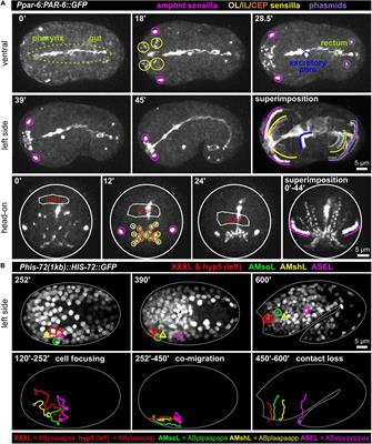 Differential Thresholds of Proteasome Activation Reveal Two Separable Mechanisms of Sensory Organ Polarization in C. elegans